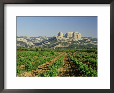 Vineyards Of The Terra Alta, Near Tarragona, Catalonia, Spain by Michael Busselle Pricing Limited Edition Print image
