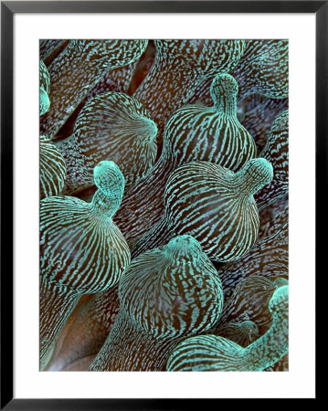 Sea Anemone Detail, Komodo, Indonesia by Mark Webster Pricing Limited Edition Print image