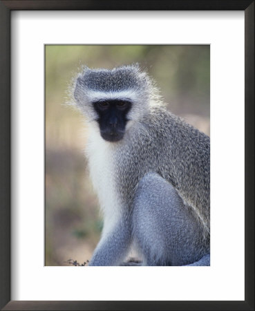 Vervet Monkey In The Sun, South Africa by Bill Hatcher Pricing Limited Edition Print image
