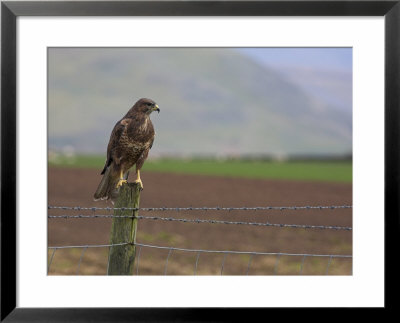 Buzzard (Buteo Buteo), Captive, United Kingdom, Europe by Ann & Steve Toon Pricing Limited Edition Print image