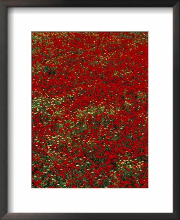 Poppy Field In Spring, Milos, Cyclades Islands, Greece, Mediterranean by Marco Simoni Pricing Limited Edition Print image