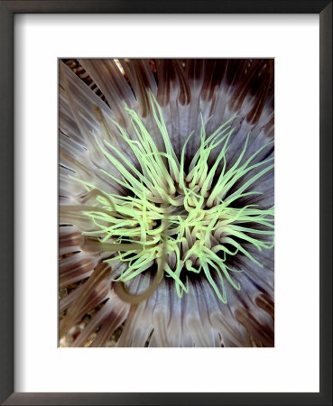 Sea Anemone, Komodo, Indonesia by Mark Webster Pricing Limited Edition Print image