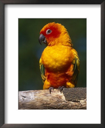 Sun Conure by Lynn M. Stone Pricing Limited Edition Print image