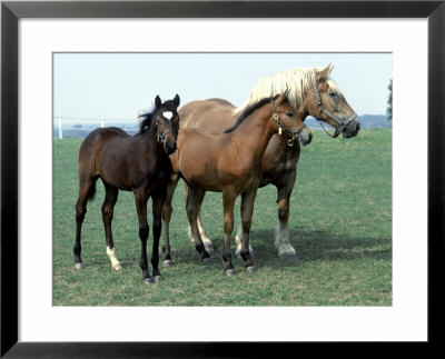 Three Horses, Kinghaven Farms, King City, Canada by Ralph Reinhold Pricing Limited Edition Print image