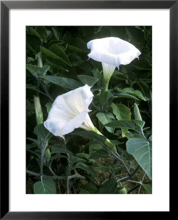 Datura Meteloides, Close-Up Of Flowers In September by Philippe Bonduel Pricing Limited Edition Print image