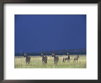 Plains Zebras In Chobe National Park by Beverly Joubert Pricing Limited Edition Print image