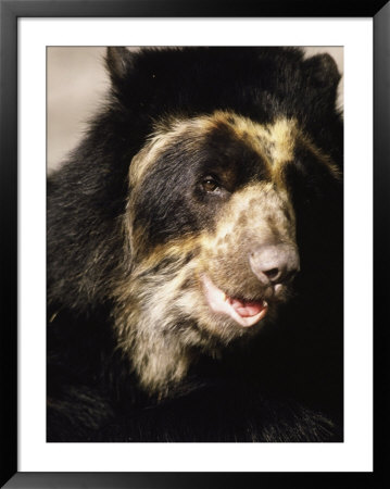 Spectacled Bear, Tremarctos Ornatus by Mark Newman Pricing Limited Edition Print image