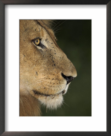 Lion (Panthera Leo), Kruger National Park, South Africa, Africa by Ann & Steve Toon Pricing Limited Edition Print image