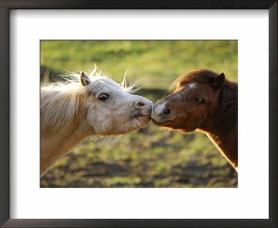 Ponies, Interacting, Scotland by Keith Ringland Pricing Limited Edition Print image