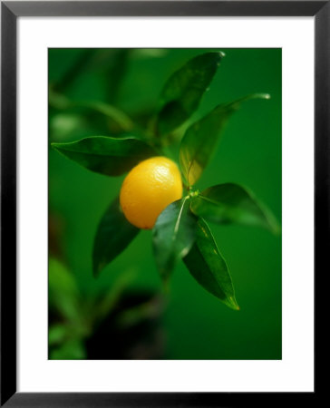 A Lemon On The Branch by Richard Sprang Pricing Limited Edition Print image