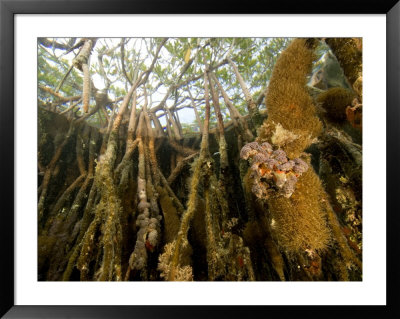 Rich Invertebrate Life Growing Underwater On Red Mangrove Roots, Belize by Tim Laman Pricing Limited Edition Print image