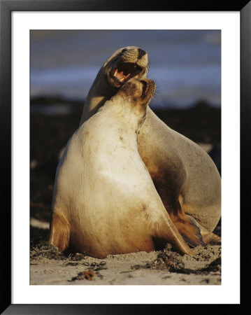 A Bull Australian Sea Lion Play Fights And Serenades His Mate by Jason Edwards Pricing Limited Edition Print image