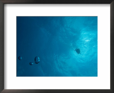 Hawksbill Turtle Rising To The Surface, Mexico by Michael S. Lewis Pricing Limited Edition Print image
