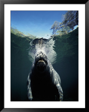 Manatee Surfacing For Air by Timothy O'keefe Pricing Limited Edition Print image