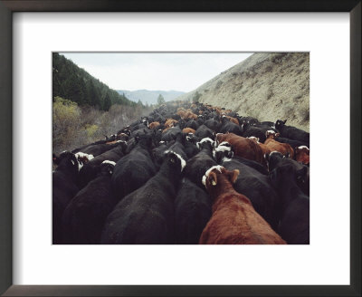 Cattle Travel From The Continental Divide, Where The Herd Grazed All Summer, To The Lemhi Valley by Joel Sartore Pricing Limited Edition Print image