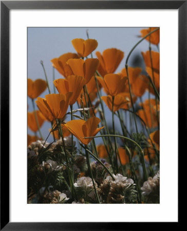 California Poppies by Marc Moritsch Pricing Limited Edition Print image