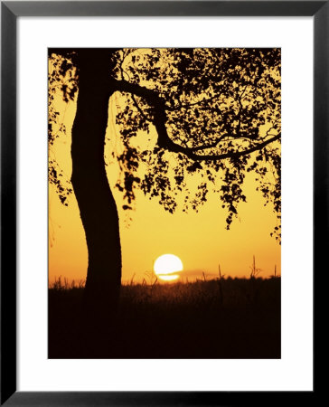 Silhouette Of Birch Tree And Setting Sun, Bavaria, Germany, Europe by Jochen Schlenker Pricing Limited Edition Print image