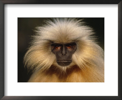 Golden Langur, Face On Head Portrait, India by Anup Shah Pricing Limited Edition Print image