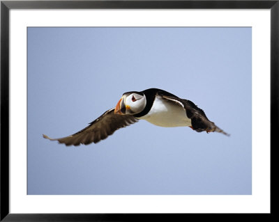 Puffin, Farne Islands, June by David Tipling Pricing Limited Edition Print image