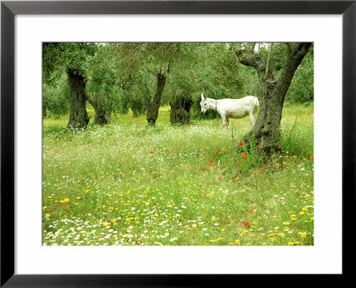 Wildflower In Olive Grove With Donkey, Greece by Ian West Pricing Limited Edition Print image
