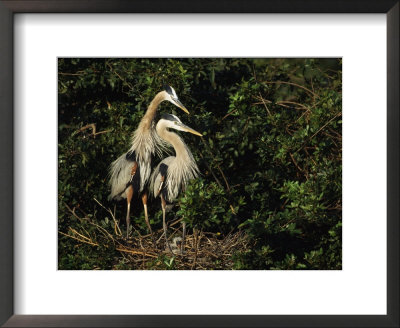 Pair Of Great Blue Herons Protect The Young In Their Nest by Klaus Nigge Pricing Limited Edition Print image