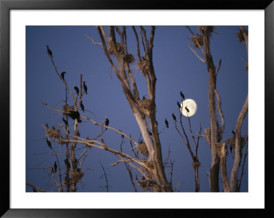 Roosting Cormorants In A Tree With Moon In Sky by Norbert Rosing Pricing Limited Edition Print image