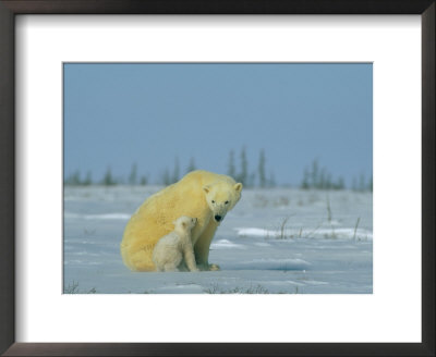 A Female Polar Bear Looks Affectionately Toward Her Cub by Norbert Rosing Pricing Limited Edition Print image