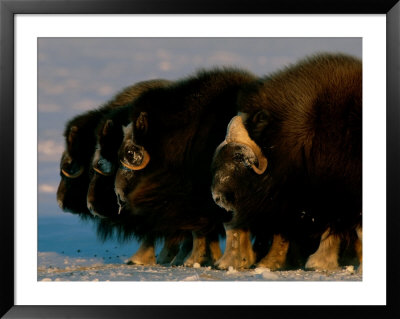 Side View Of A Herd Of Muskoxen In A Defending Ring Formation by Norbert Rosing Pricing Limited Edition Print image