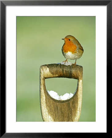 Robin, Fork Handle, Kent, Uk by David Tipling Pricing Limited Edition Print image