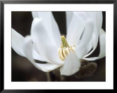 Magnolia Stellata, Close-Up Of White Flower by Hemant Jariwala Pricing Limited Edition Print image