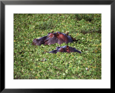 Hippos In Swamp, Masai Mara Game Reserve, Kenya by Michele Burgess Pricing Limited Edition Print image