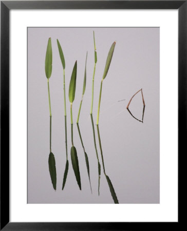 Water Plants Create Mirror Reflections In The Viera Wetlands, Melbourne, Florida, Usa by Arthur Morris Pricing Limited Edition Print image