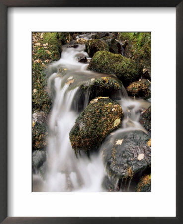 Waterfall, Holme Wood, Lake District, Cumbria, England, United Kingdom by Neale Clarke Pricing Limited Edition Print image