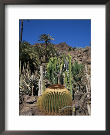 Cacti, Palmitos Ornithological Park, Maspalomas, Gran Canaria, Canary Islands, Spain by Philip Craven Pricing Limited Edition Print image