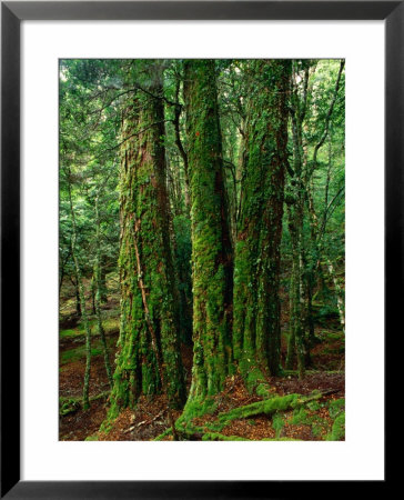 Myrtle Beech (Nothofagus Cunninghamii) In Mersey Valley Rainforest, Tasmania, Australia by Rob Blakers Pricing Limited Edition Print image