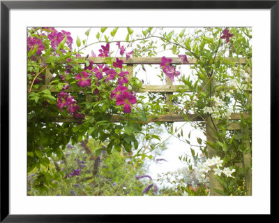 Clematis Etoile Violette, Pink Flowers Climbing Over Trellis Fence by Mark Bolton Pricing Limited Edition Print image