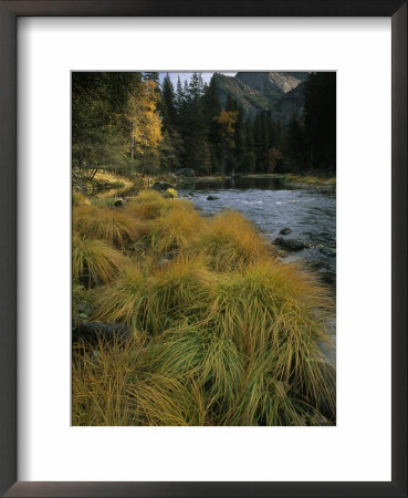 Grasses Along Merced River In Autumn In Yosemite National Park, California by Phil Schermeister Pricing Limited Edition Print image