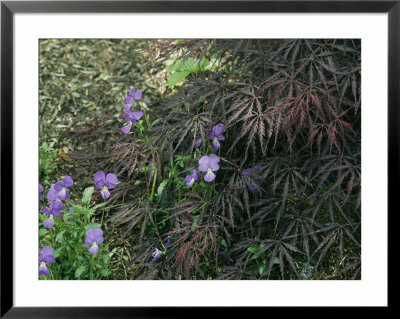 Violets Grow Amid A Clump Of Japanese Maple Leaves by Darlyne A. Murawski Pricing Limited Edition Print image