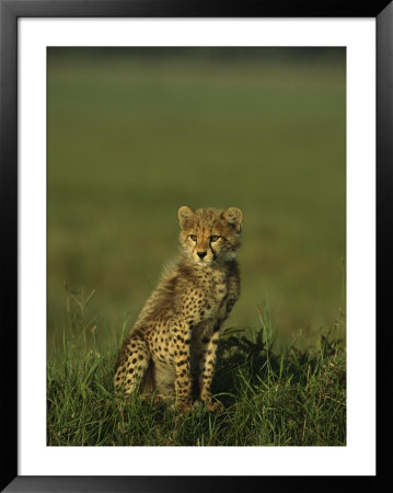 A Portrait Of A Young Cheetah Cub by Norbert Rosing Pricing Limited Edition Print image