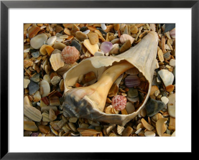 Close View Of Surf-Shattered Shell Shards Along The Shore by Stephen St. John Pricing Limited Edition Print image