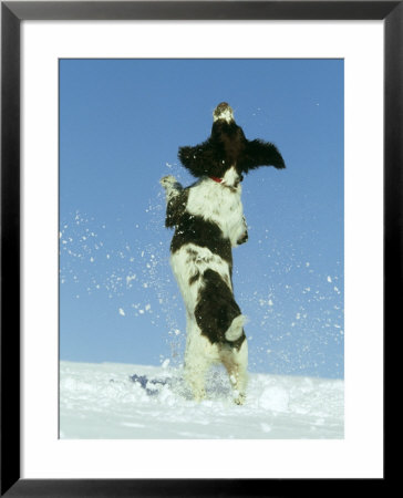Springer Spaniel Puppy, (4 Months Old) Jumping In Air To Catch Snow, Scotland by Mark Hamblin Pricing Limited Edition Print image