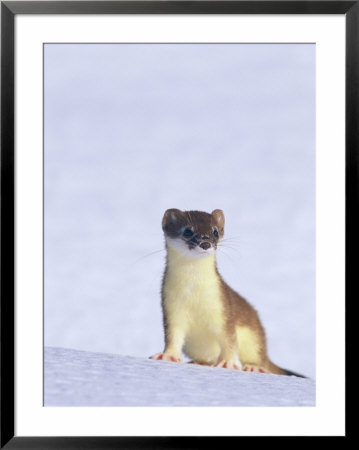 Short-Tailed Weasel Caught By An Early Snow In Its Summer Colors by Paul Nicklen Pricing Limited Edition Print image