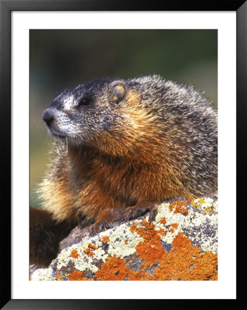 Yellow-Bellied Marmot, Yellowstone National Park, Wyoming, Usa by Rob Tilley Pricing Limited Edition Print image