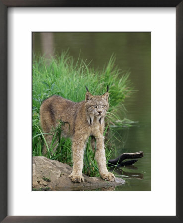 Lynx (Lynx Canadensis), In Captivity, Sandstone, Minnesota, United States Of America, North America by James Hager Pricing Limited Edition Print image