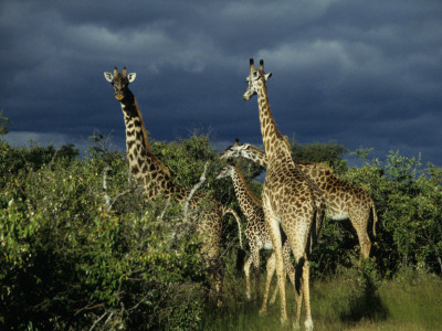 Storm Quickly Approaches A Grazing Herd Of Masai Mara Giraffe by Daniel Dietrich Pricing Limited Edition Print image