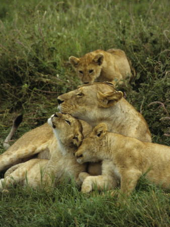 Three Lion Cubs Snuggling With Their Mother In Serengeti National Park, Tanzania by Daniel Dietrich Pricing Limited Edition Print image