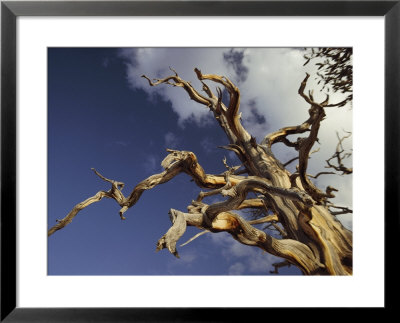 A Gaunt Bristlecone Pine Stands Out Against The Blue Sky by George F. Mobley Pricing Limited Edition Print image