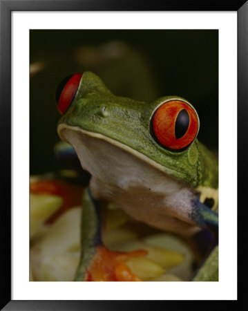 Red-Eyed Tree Frog by Michael Nichols Pricing Limited Edition Print image