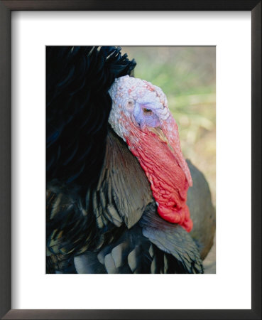 Head Shot Of A Turkey Showing Its Red Wattle by Todd Gipstein Pricing Limited Edition Print image