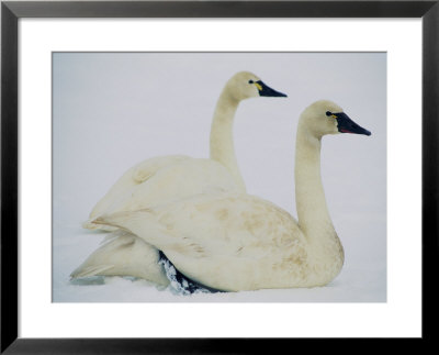 Swans Along The Highway by Joel Sartore Pricing Limited Edition Print image